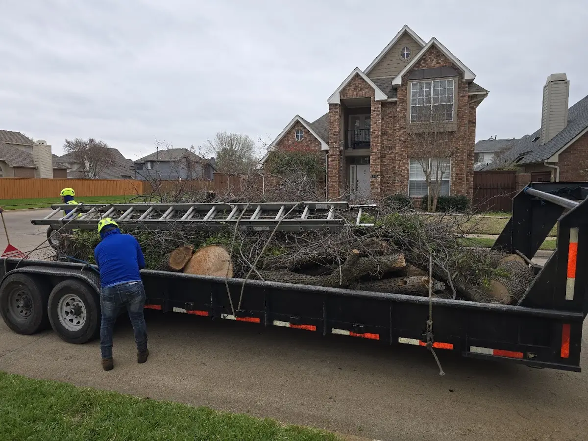 Expert Tree Pest Control with proper safety equipment in Cotton